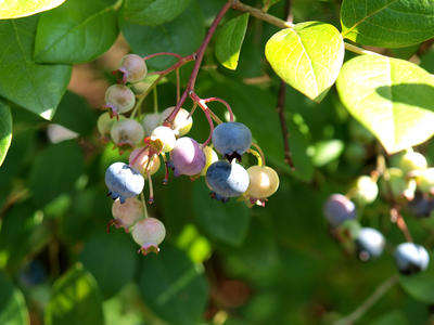 Blueberries #2