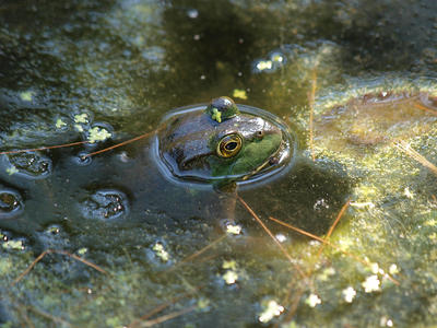 Frog #10