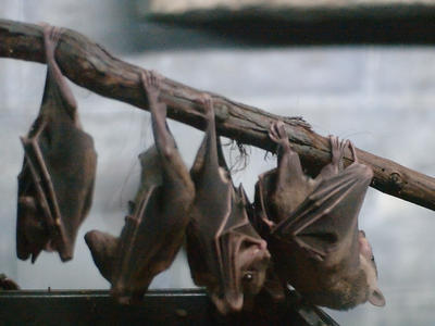 Bats #5