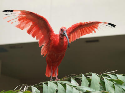Red bird #2