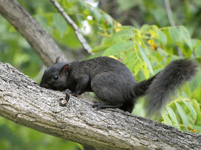Black squirrel #2