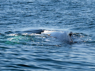 Whale #2