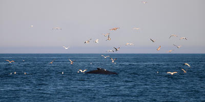 Whale and birds