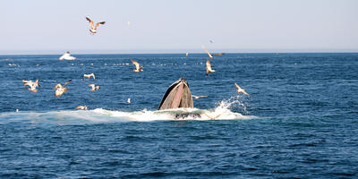 Whale feeding #8