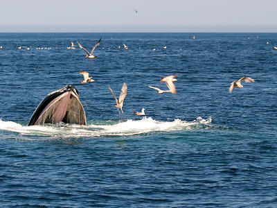 Whale feeding #9