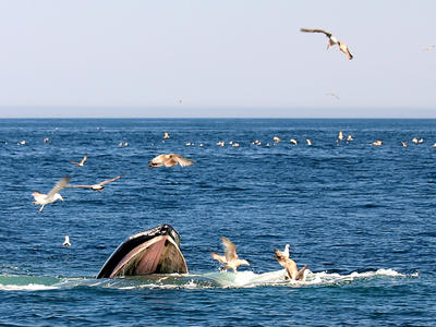 Whale feeding #10