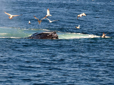 Whale feeding #12