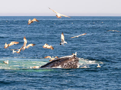 Whale feeding #13