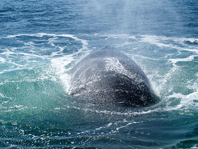 Whale surfacing
