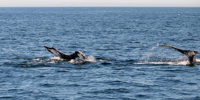 Two whale tails #2