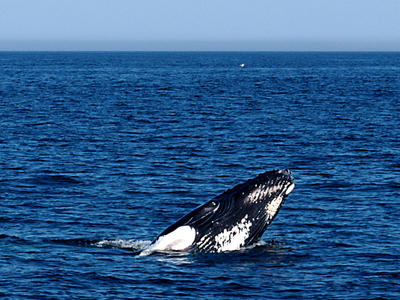 Whale breaching #2