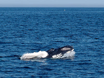 Whale breaching #3