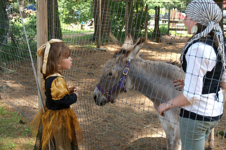 Donkey meet and greet