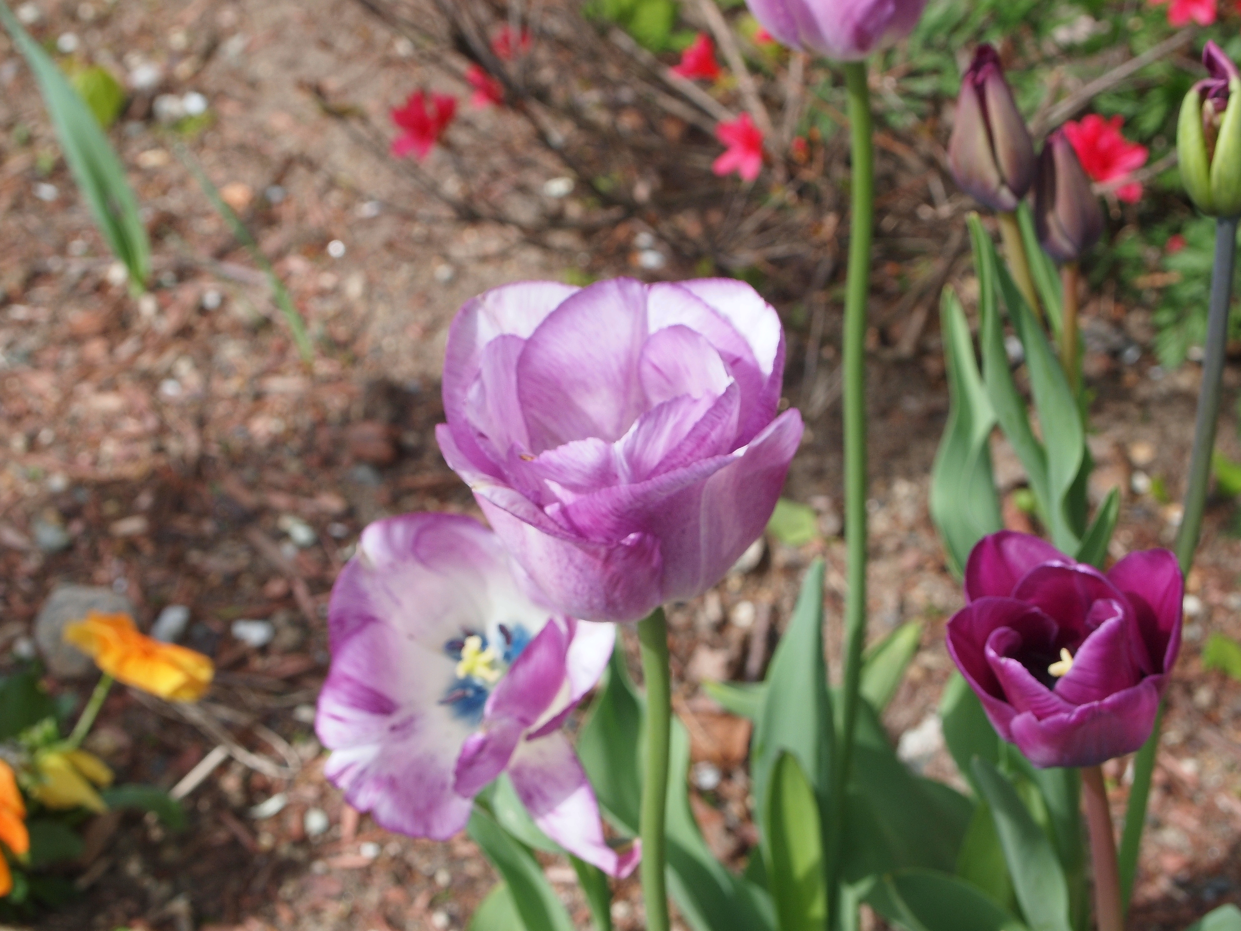 Purple tulips #3