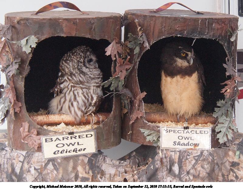 Barred and Spectacle owls
