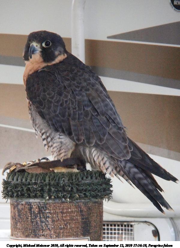 Peregrine falcon #2