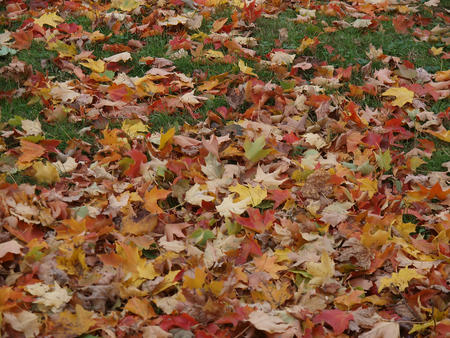 Fall leaves #5