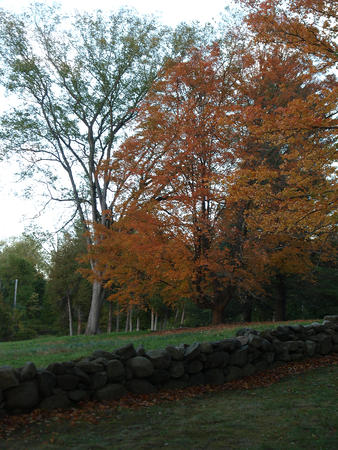 Fall at Minuteman park #4