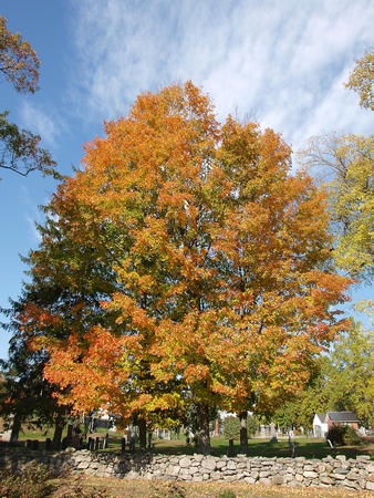 Fall tree #2
