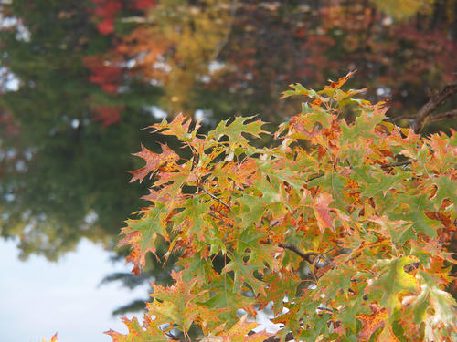 Fall leaves #7