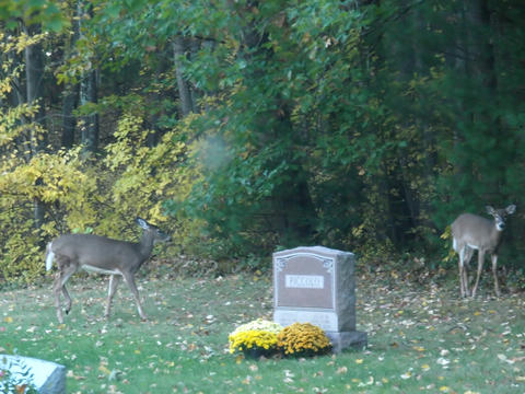 Deer in the cemetary