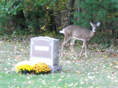 Deer in the cemetary #2