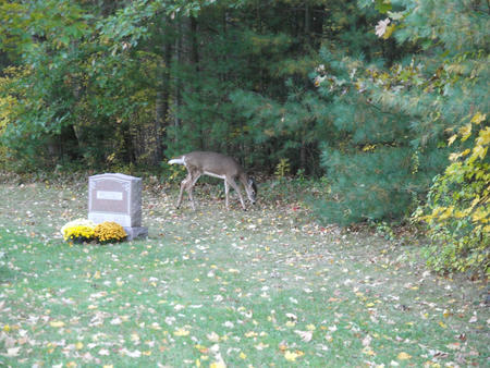 Deer in the cemetary #4
