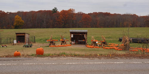 Leftover halloween pumpkins