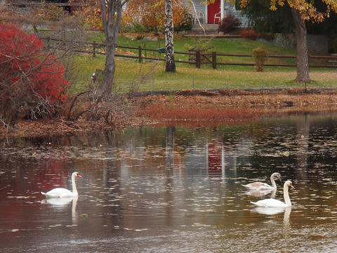 Swans in Ayer