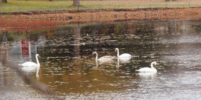 Swans in Ayer #2