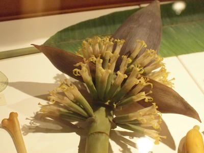 Glass flowers at Harvard museum of natural history #3