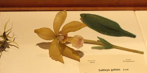 Glass flowers at Harvard museum of natural history #5
