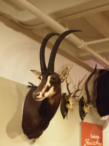 Horns and antlers exhibit