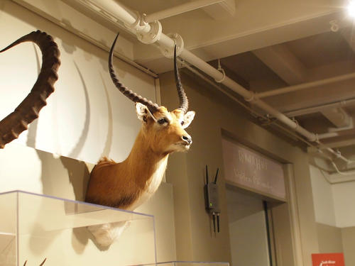 Horns and antlers exhibit #5
