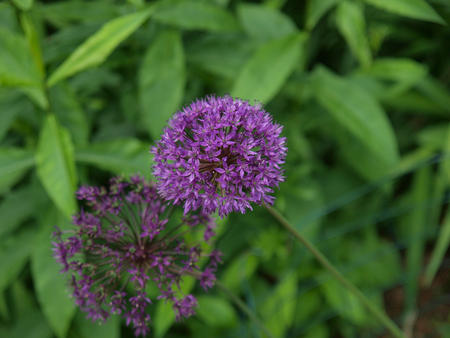 Purple flowers #2
