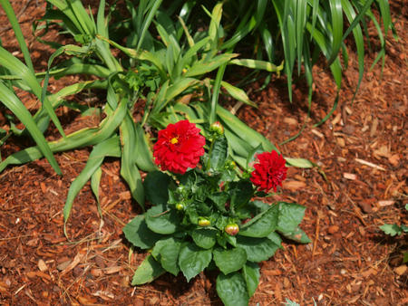 Red marigold