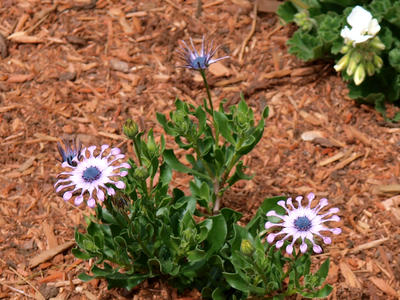 Purple and white flower