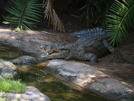 Crocodiles #2