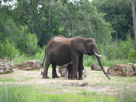 African elephant #2