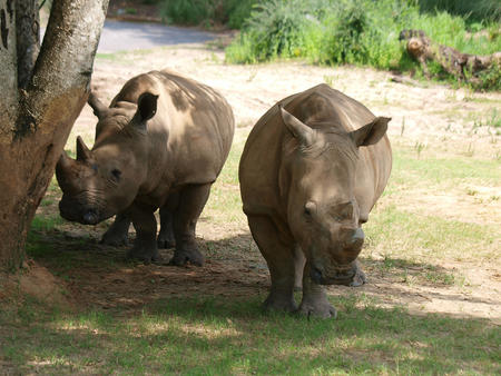 White rhinoceros #3