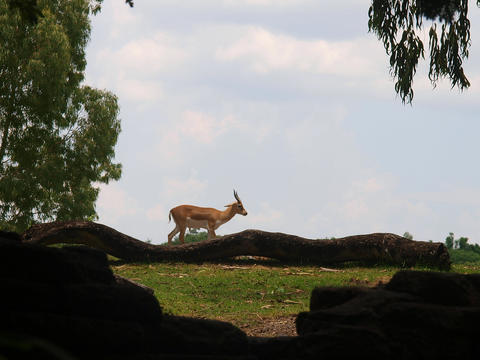 Blackbuck Antilope