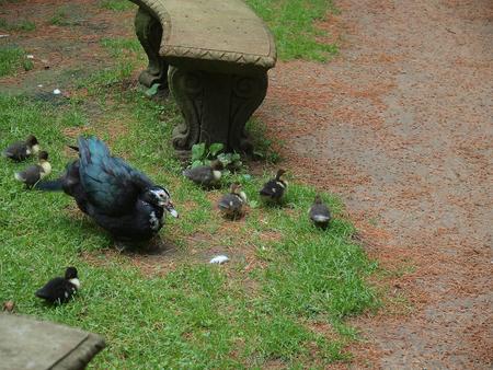 Duck with fuzzy ducklings #2