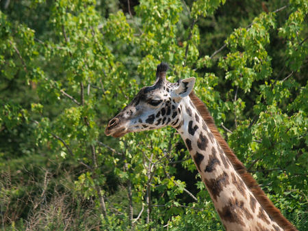 Masai giraffe #3