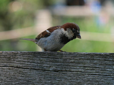 Brown and white bird