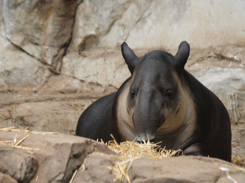 Baird's tapir