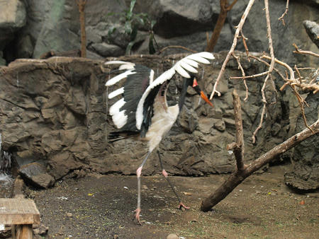 Saddle billed stork #4