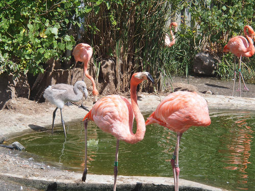 Pink and gray flamingos