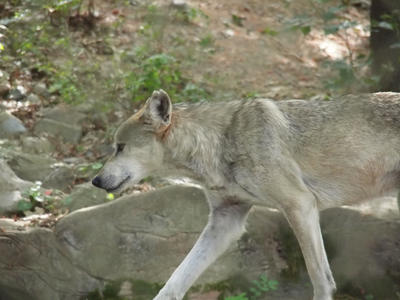 Mexican gray wolf #2