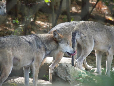 Mexican gray wolf #3