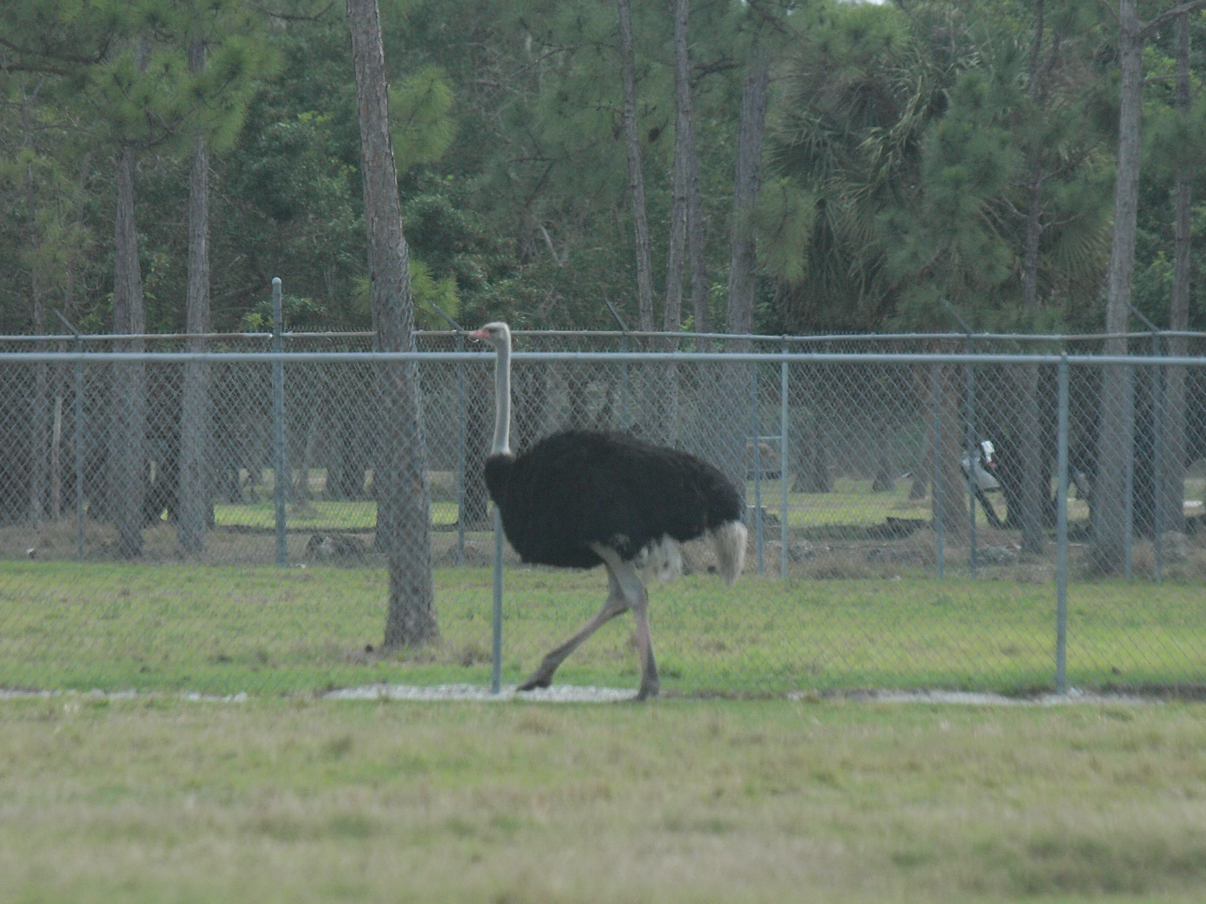 Ostrich #5